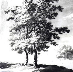 Fresh Woods and Pastures New: 17th-Century Dutch Landscape Drawings from the Peck Collection