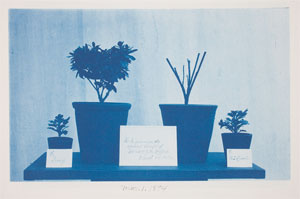cyanotypes at WAM