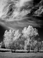 ron rosentstock